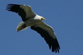 Vautour percnoptere-02